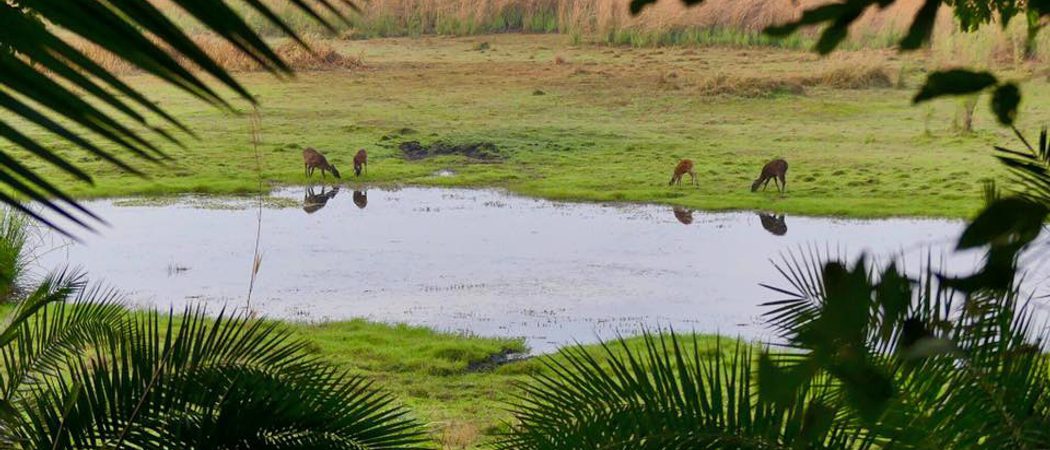 Wasa Lodge Sitatungas Zambia
