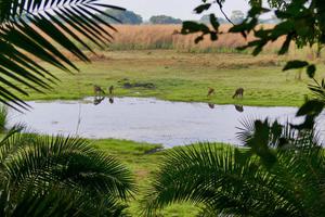 Wasa Lodge Sitatungas