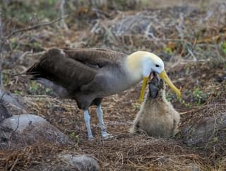 Waved albatross feeding chick Espanola Island Galapagos Ecuador Unsplash min