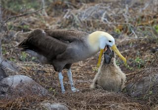 Waved albatross feeding chick Espanola Island Galapagos Ecuador Unsplash min Waved albatross feeding chick Espanola Island Galapagos Ecuador Unsplash min