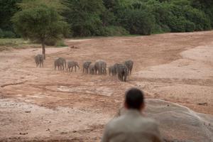 Wayo Elephants In Manyara