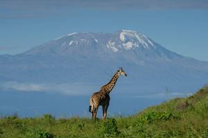 Wayo  Giraffe In  Arusha