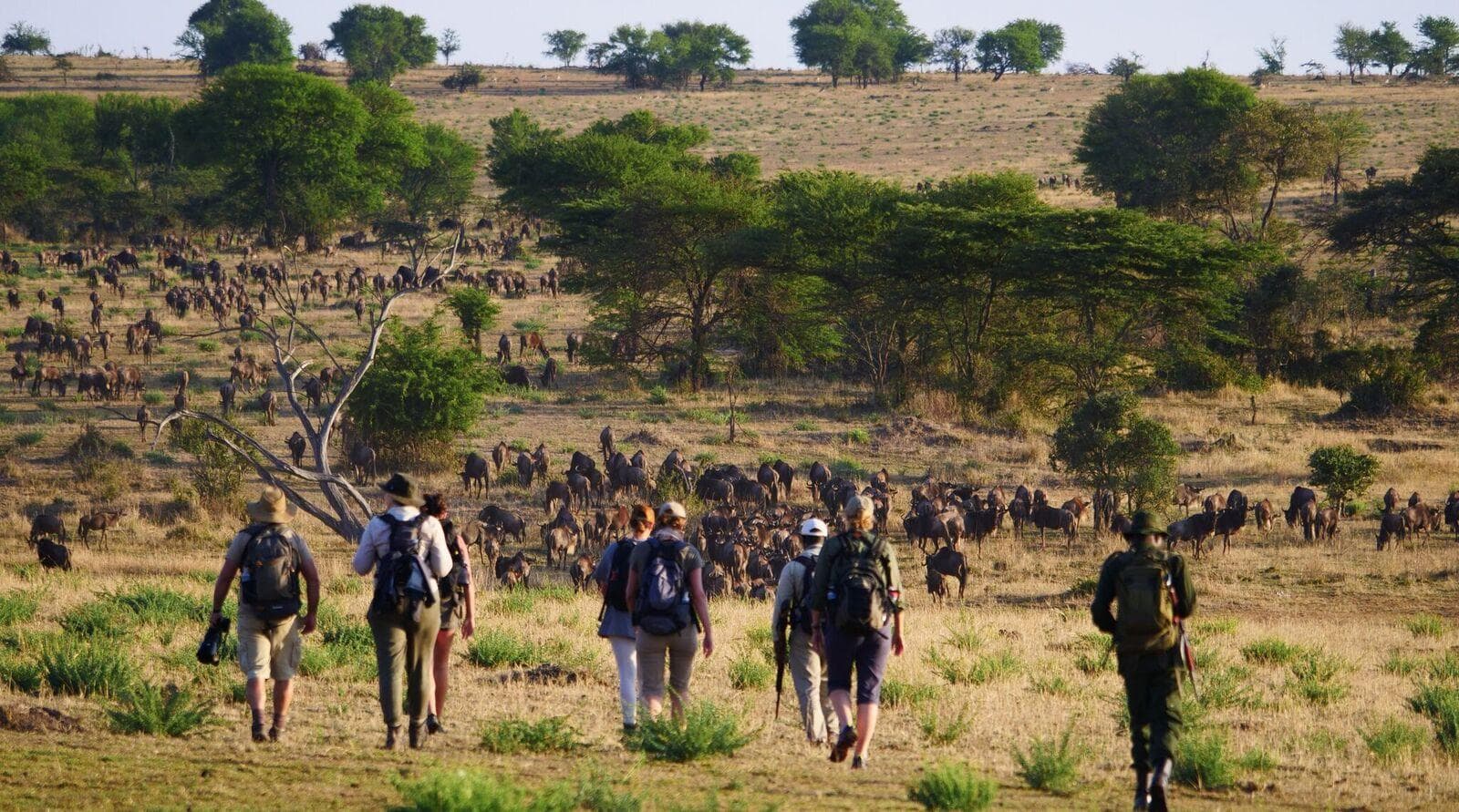 Wayo-Walking-in-Serengeti.jpeg#asset:89878