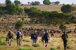 Wayo Walking In Serengeti