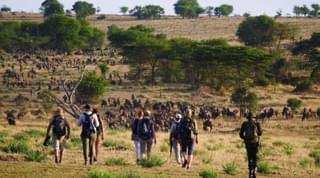 Wayo Walking In Serengeti
