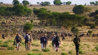 Wayo Walking In Serengeti Wayo Walking In Serengeti