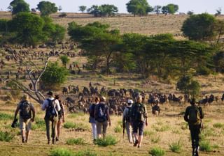 Wayo Walking In Serengeti Wayo Walking In Serengeti