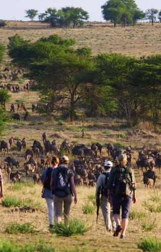 Wayo  Walking In  Serengeti