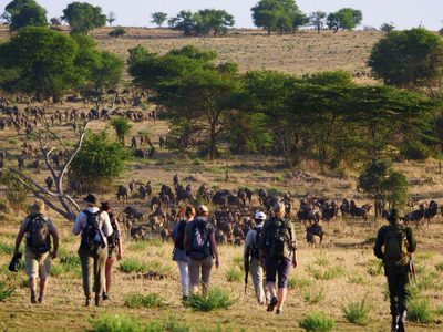 Wayo Walking In Serengeti Wayo Walking In Serengeti