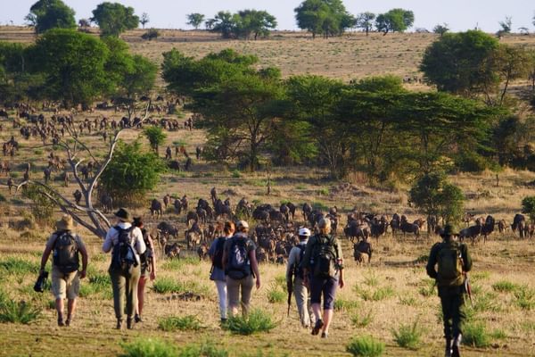 Wayo Walking In Serengeti Wayo Walking In Serengeti