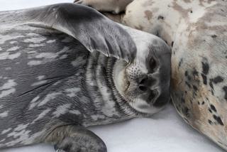 Weddell Seal Pup lying on mother