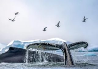 Whale Tail Antarctica 2 Whale Tail Antarctica 2