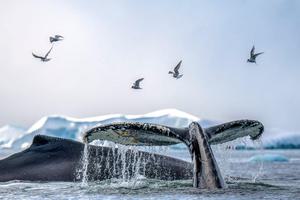 Whale Tail Antarctica 2