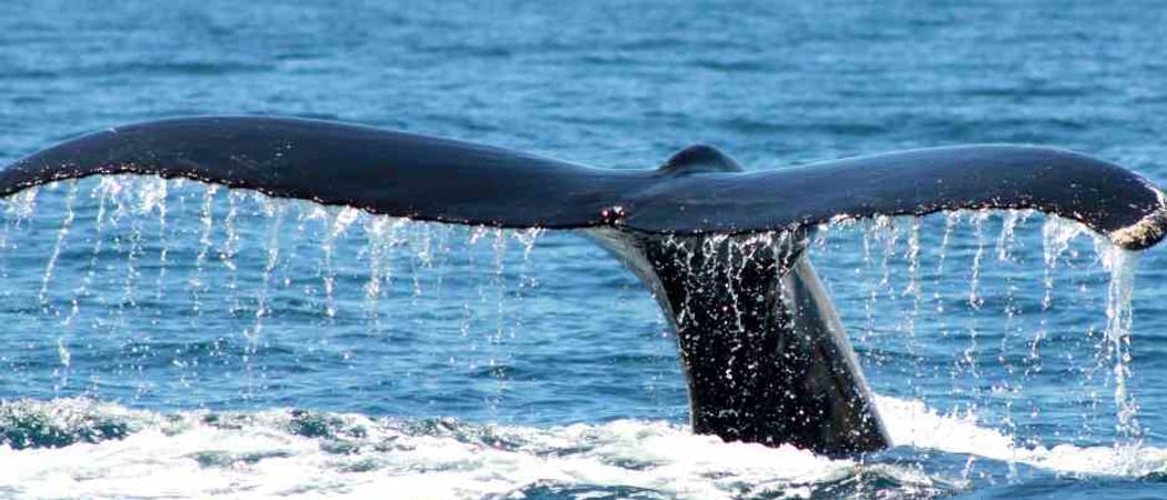 Whale Tail Costa Rica