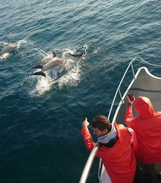 Whale Watching St Lucia Whale Watching St Lucia