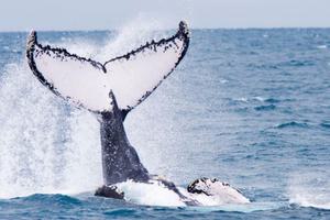 Whale at Praia do Forte