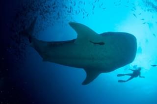 Whale shark Galapagos Islands Ecuador Canva Pro