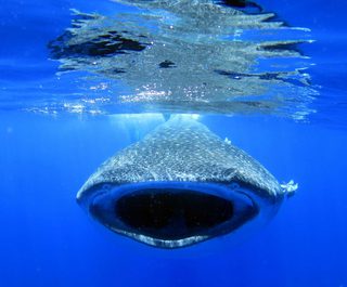 Whale Shark On St Helena Whale Shark On St Helena