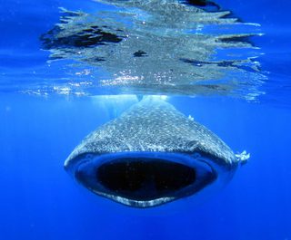 Whale Shark On St Helena