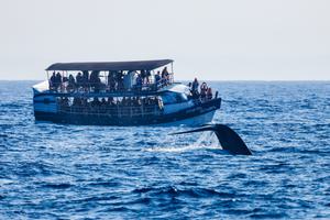 Whale Watching In Mirissa Whale Watching In Mirissa
