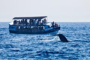 Whale Watching In  Mirissa