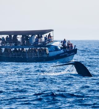 Whale Watching In Mirissa