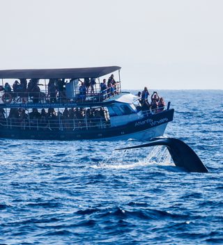 Whale Watching In Mirissa Whale Watching In Mirissa