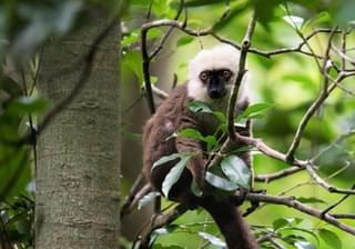 White  Fronted  Brown  Lemur  Mfl