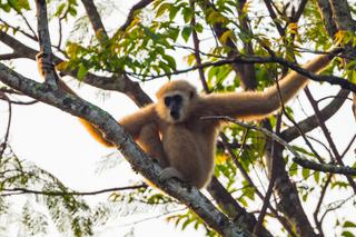 White handed Gibbon South East Asia