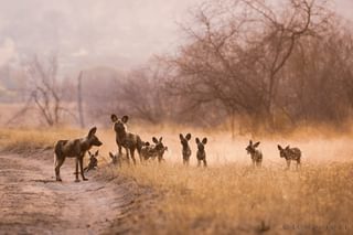 Wikld Dogs And Pups 2 1398X932 Wikld Dogs And Pups 2 1398X932