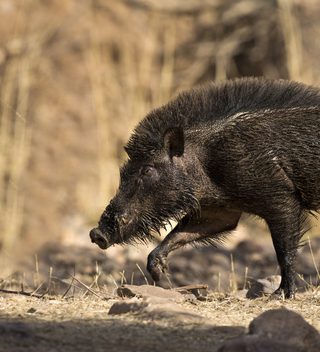 Wild Bore At Ranthambore