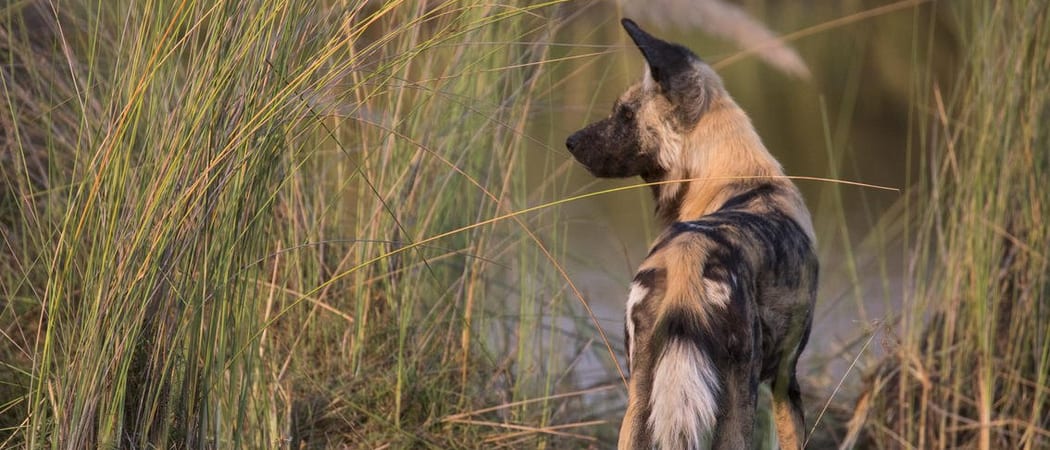 Wild Dog At Duba Explorers Camp