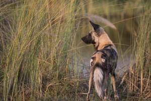 Wild Dog At Duba Explorers Camp