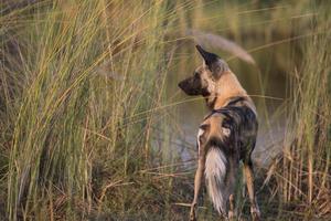 Wild Dog At Duba Explorers Camp Wild Dog At Duba Explorers Camp