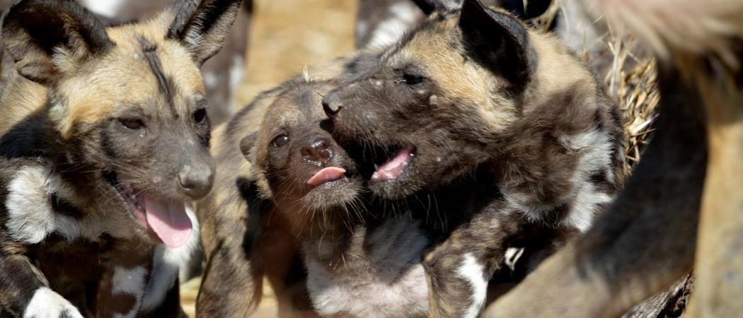 Wild Dog At Sable Alley Khwai concession Botswana