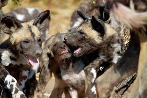 Wild Dog At Sable Alley