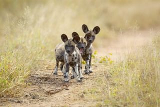 Wild Dog Pups 2 1598X1065 Wild Dog Pups 2 1598X1065