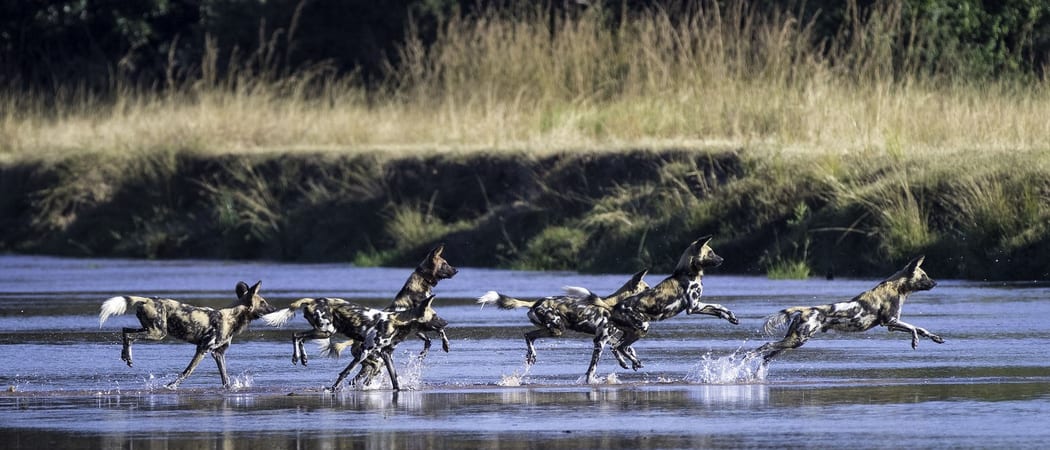 Wild Dogs South Luangwa Zambia