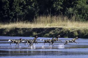 Wild Dogs South Luangwa