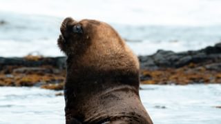 Wild Sea Lion Resting on Falkland Islands Shore Canva Pro Wild Sea Lion Resting on Falkland Islands Shore Canva Pro