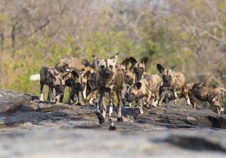 Wild Dogs Group Wild Dogs Group