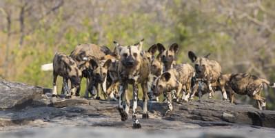 Wild Dogs Group