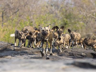 Wild Dogs Group Wild Dogs Group