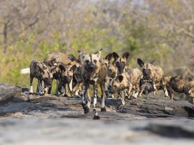 Wild Dogs Group Wild Dogs Group