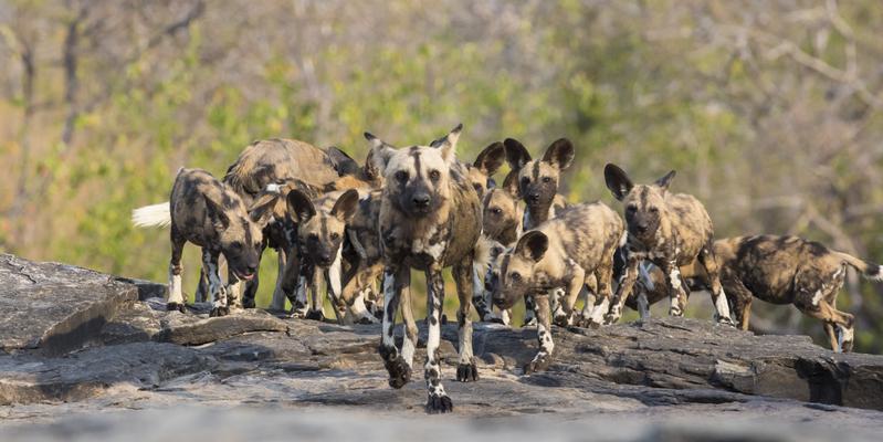 Wild Dogs Group Wild Dogs Group
