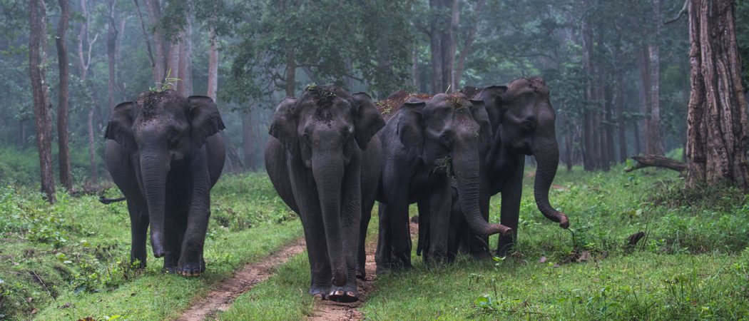 Wild Elephants Strolling At  Nagarhole