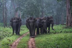 Wild Elephants Strolling At  Nagarhole