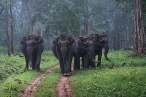 Wild Elephants Strolling At Nagarhole Wild Elephants Strolling At Nagarhole
