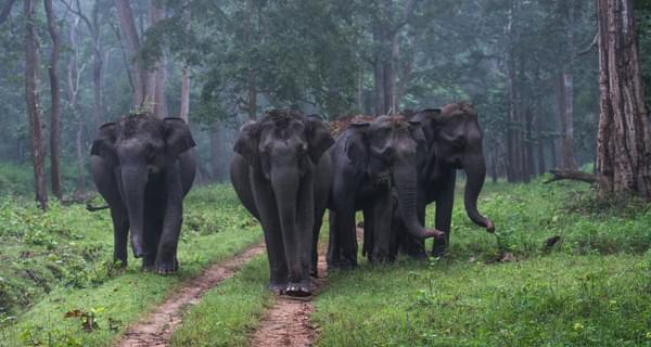 Wild Elephants Strolling At Nagarhole