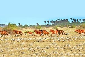 Wild Horses On  Delfts  Island